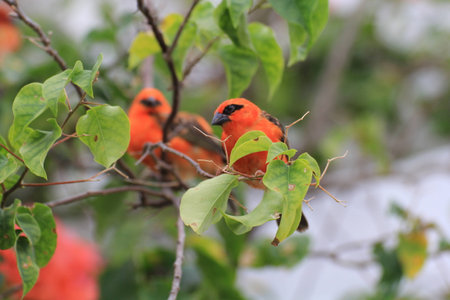 Cardinal birdsの写真素材