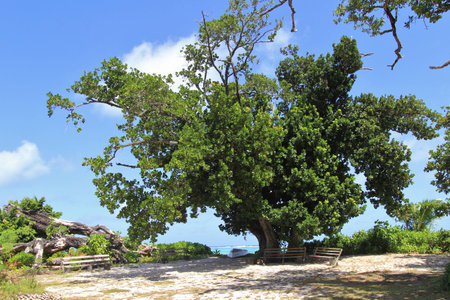 tropical tree, latanierの写真素材