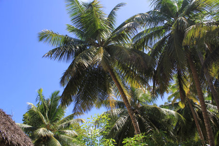 Palmtreesの写真素材