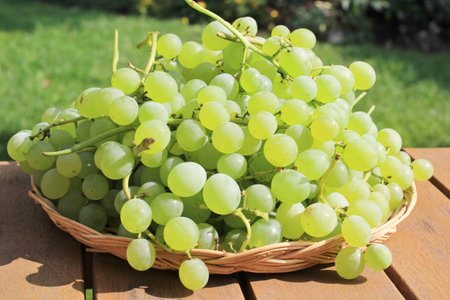 Grapesの写真素材