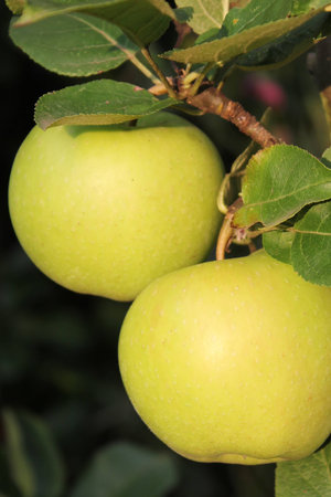Applesの写真素材