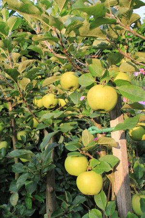 Apples on treeの写真素材