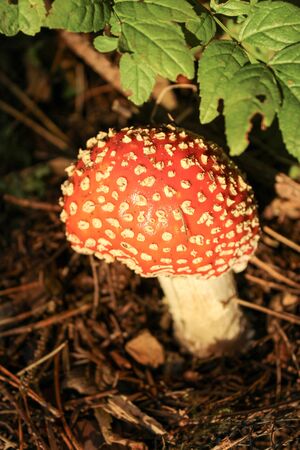 Toadstool growing in undergrowth at Langsett Reservoirの写真素材