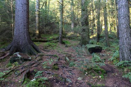 Sun flowing in between autumn trees at Langsett Reservoirの写真素材