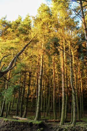 Sun flowing in between autumn trees at Langsett Reservoir, South Yorkshireの写真素材