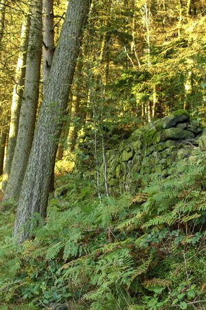 Autumn trees at Langsett Reservoir, South Yorkshire, UKの写真素材