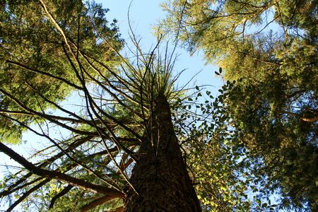 Autumn trees at Langsett Reservoir, South Yorkshire, UKの写真素材