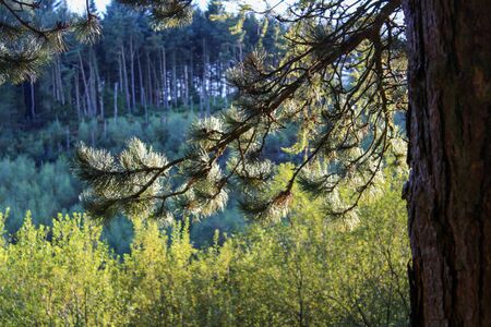 Sun bouncing off pine needles Langsett Reservoir, South Yorkshireの写真素材
