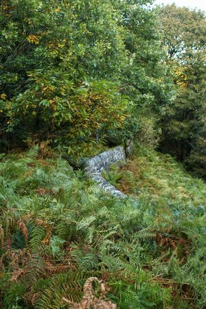 Stone wall running through the forest at Langsett Reservoir, South Yorkshireの写真素材