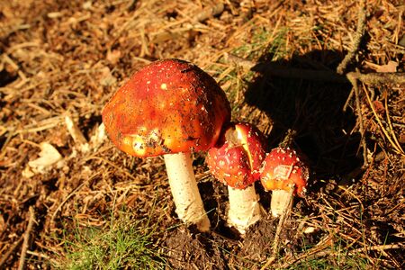 Toadstool growing in undergrowth at Langsett Reservoir, South Yorkshireの写真素材