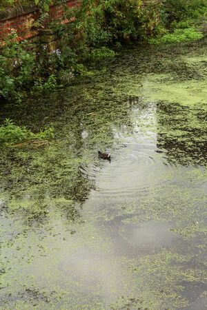 Kelham Island Nature and Waterの写真素材