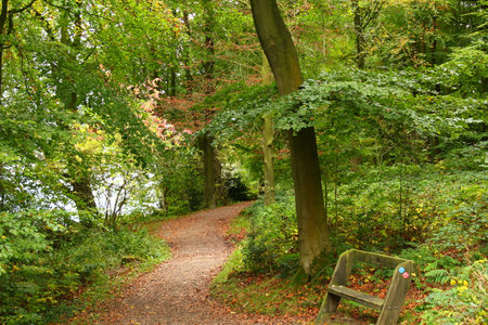 Sun flowing in between trees at Damflask Reservoirの写真素材