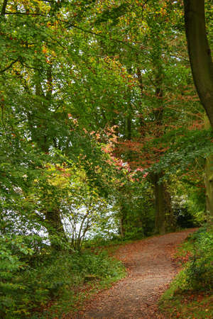 Sun flowing in between trees at Damflask Reservoirの写真素材