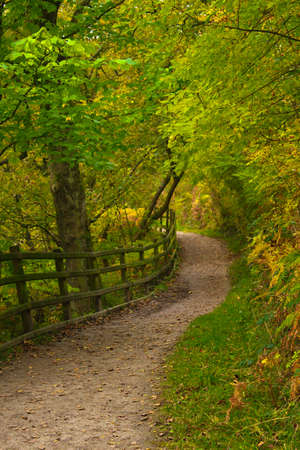 Sun flowing in between trees at Damflask Reservoirの写真素材