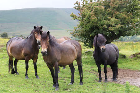 Wild horses in Edale, Peak District Derbyshireの写真素材