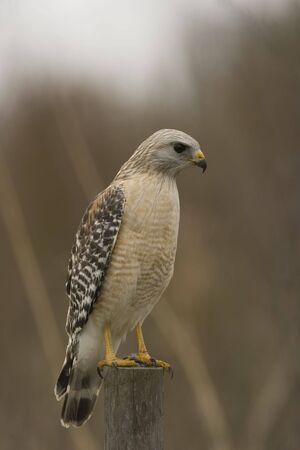 Red-shouldered Hawk sitting on a fence post 
