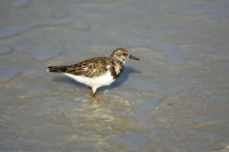 Ruddy Turnstone fishing in the surfの写真素材