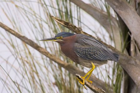 Green Heron perched in a palm treeの写真素材