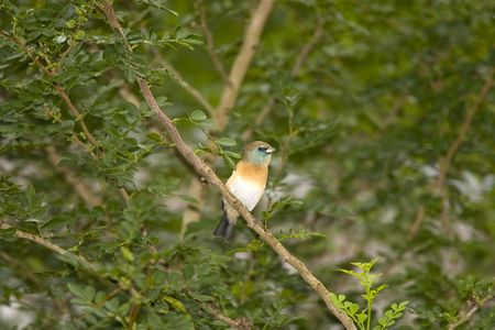 Lazuli Bunting perched in a treeの写真素材