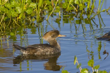 Female Hooded Merganser following her mateの写真素材