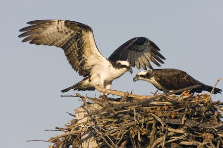Osprey bringing a fish to his mateの写真素材