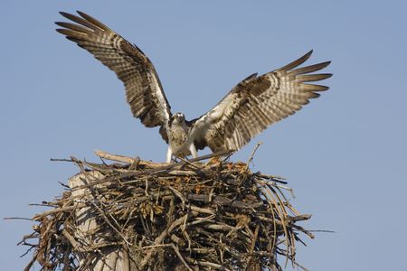 Osprey comming into the nestの写真素材