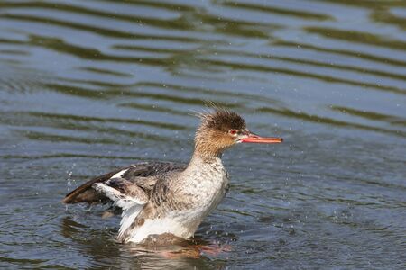 Red-breasted Merganser flapping his wingsの写真素材