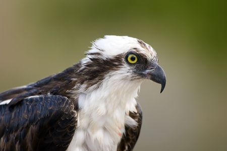 Close up head shot of an Ospreyの写真素材