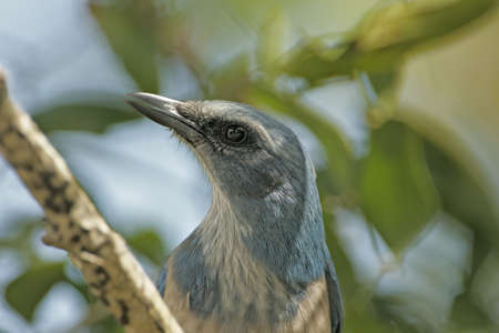 Florida Scrub Jay perched on a branchの写真素材