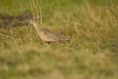 Long-billed Curlew hunting in the field for a lunch time mealの写真素材