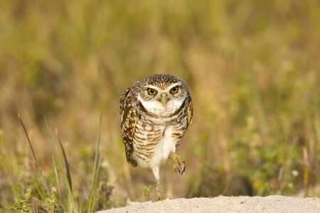 A Burrowing Owl watching me and guarding his burrowの写真素材