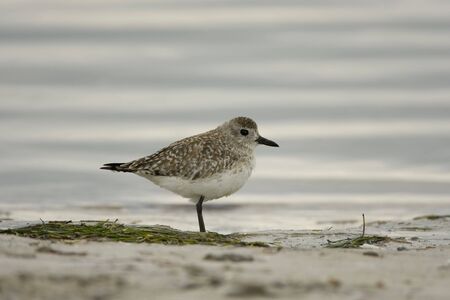 Black-bellied Plover resting in the surfの写真素材