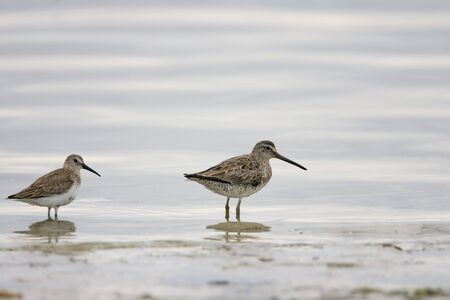 Dunlin and Dowitcherの写真素材