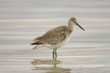 Willet in the surfの写真素材