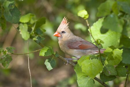 Female Northern Cardinal perched high up on a tree branchの写真素材