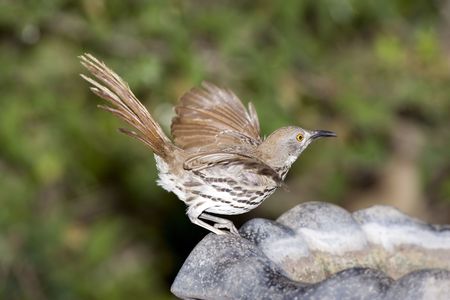 Long-billed Thrasher about to fly up to the feederの写真素材