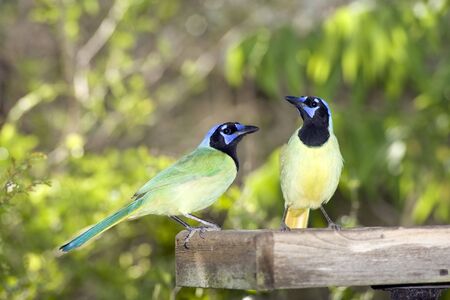 A pair of Green Jays eating from the platform feederの写真素材