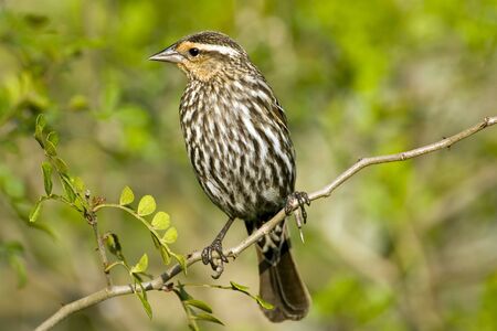 A female Red-winged Blackbird perched high up in a treeの写真素材