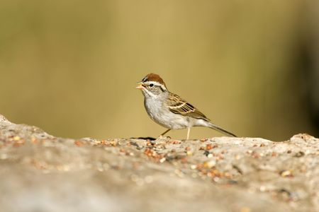 Chipping Sparrow feeding on seedsの写真素材