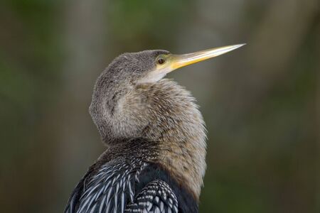 An Anhinga perched high up in a treeの写真素材