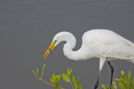 Great Egret fishing for lunch along the banks of a pondの写真素材