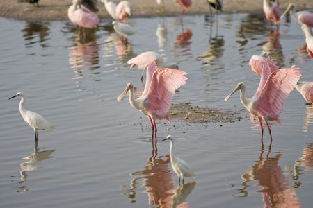 Roseate Spoonbills preening in a group of shorebirdsの写真素材