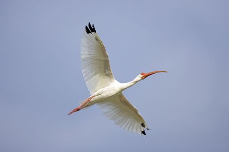 A White Ibis flies over the roadの写真素材
