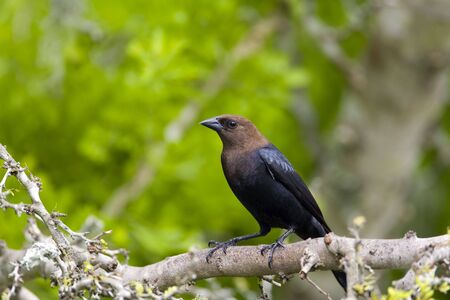 A Brown-headed Cowbird perched in a treeの写真素材