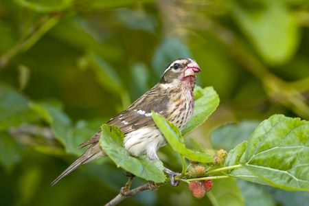 A female Rose-breasted Grosbeak eating a mulberryの写真素材