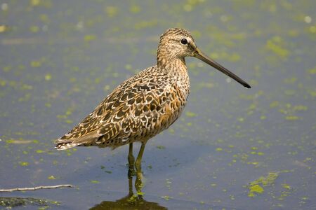 A Long-billed Dowitcher foraging along the bankの写真素材
