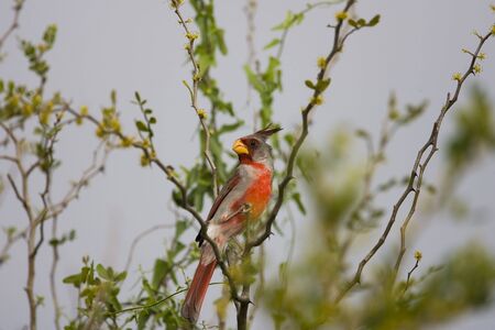 A male Pyrrholoxia perched in a treeの写真素材