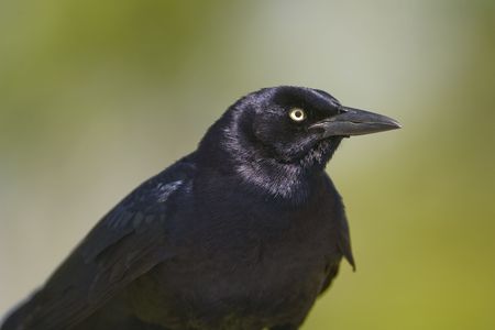 A Great-tailed Grackle close up photoの写真素材
