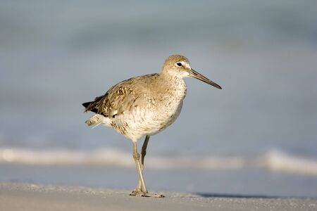 A willet takes a stroll on the beachの写真素材