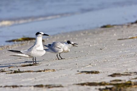 A  Sandwich Tern screams for food from his motherの写真素材